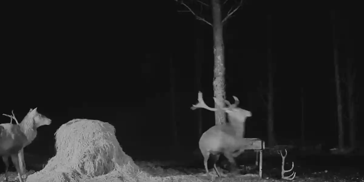 [Vidéo] Un cerf perd l’un de ses bois en essayant de chasser un rival