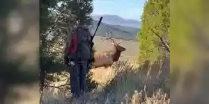 un chasseur croise un cerf dans une trouée