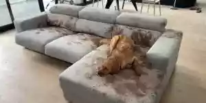 un chien détruit un canapé