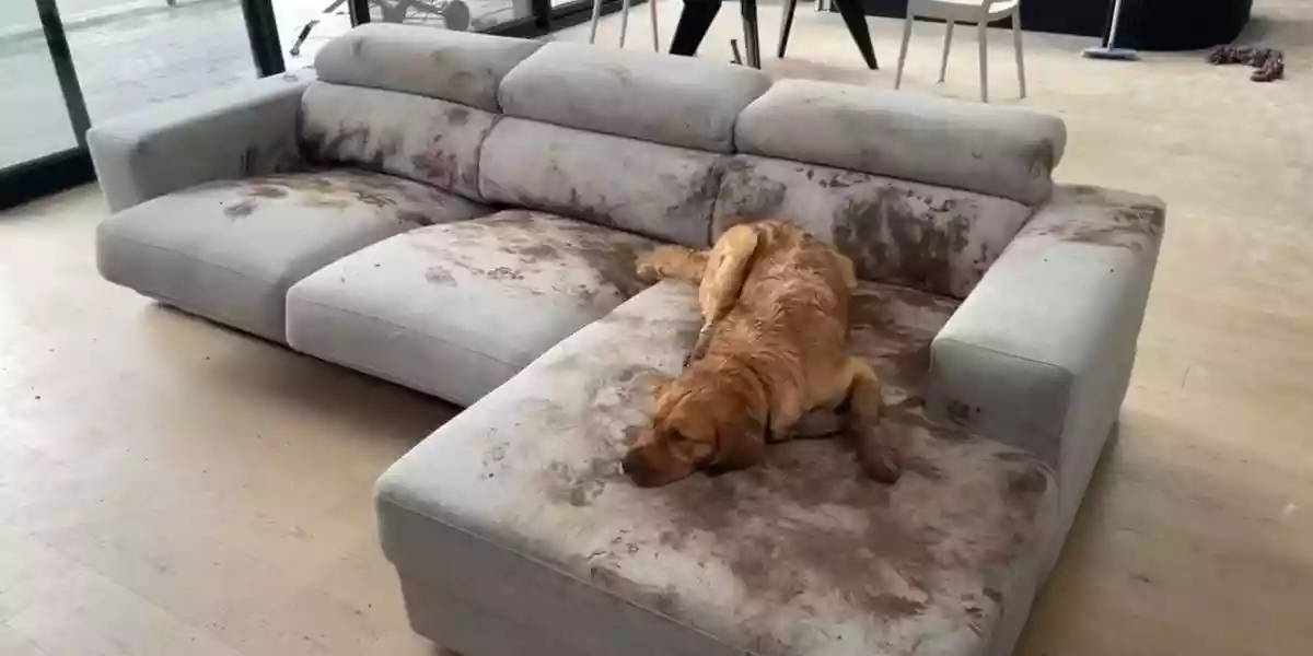 [Vidéo] Quand ton chien rentre un peu trop sale mais décide de se mettre à l’aise