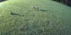 un renard attaque une mouffette