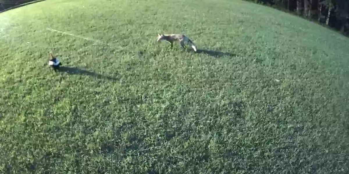 [Vidéo] Un renard provoque une mouffette et le regrette instantanément