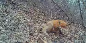 un renard méfiant face à un piège photo