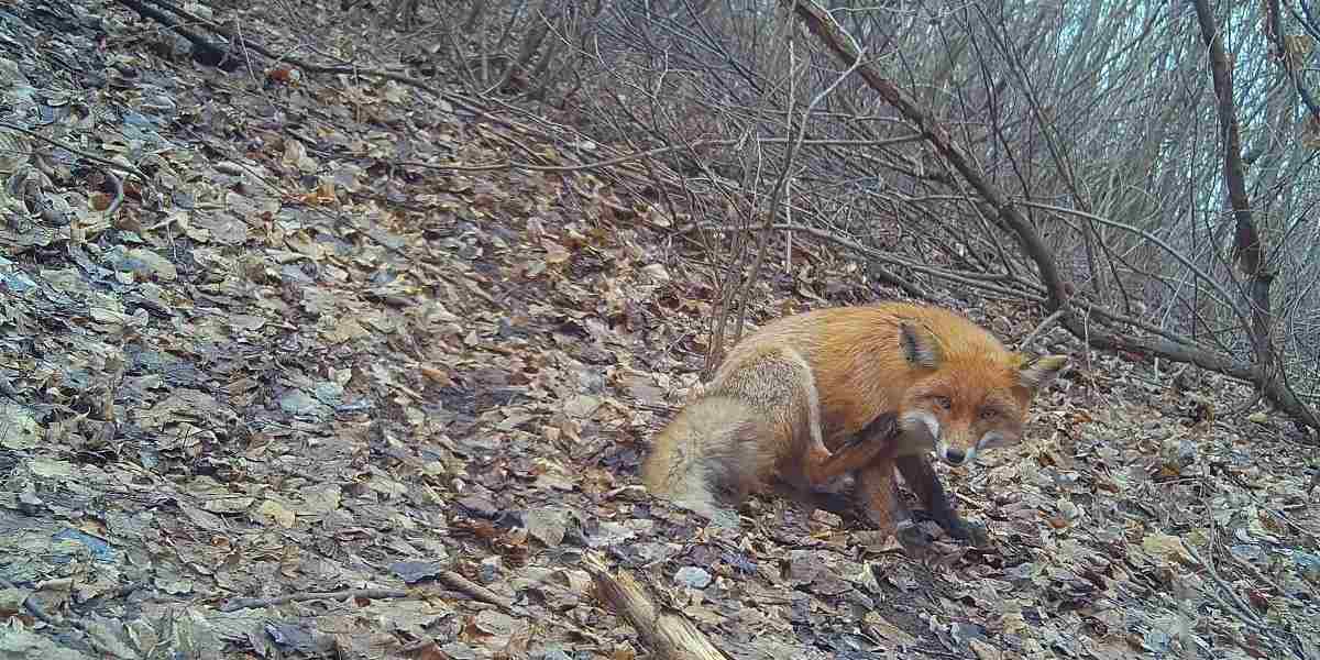 [Vidéo] Un renard méfiant jauge un piège photographique sur son territoire