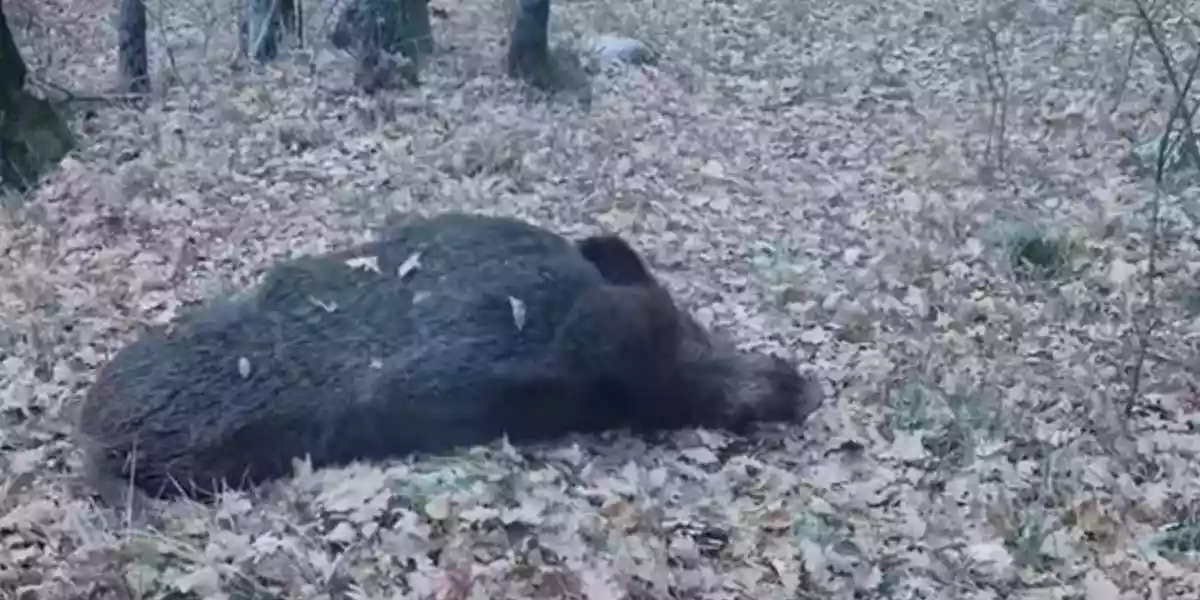 [Vidéo] Un sanglier de 140 kilos lui fonce droit dessus et s’écroule à ses pieds