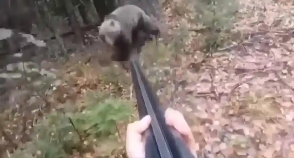 [Vidéo] Un chasseur chargé par un ours refuse de le tirer