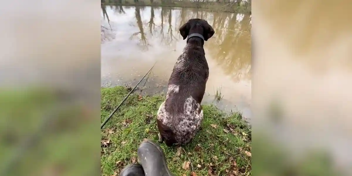 [Vidéo] Quand ton chien de chasse n’est pas du tout un chien de pêche