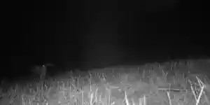 [Vidéo] Des bécasses font le show devant un piège photographique