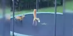deux jeunes renards sur un trampoline