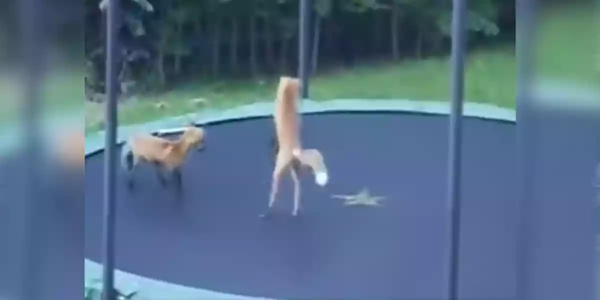 [Vidéo] Deux jeunes renards découvrent les joies du trampoline