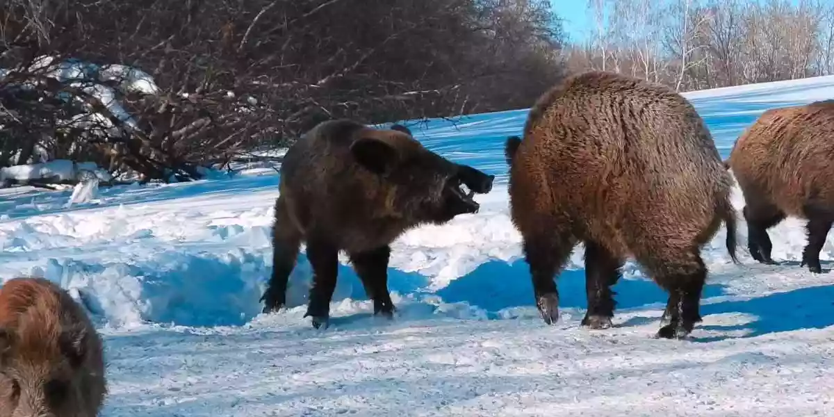 [Vidéo] Deux gros sangliers s’affrontent dans la neige et vont se faire calmer par plus gros qu’eux