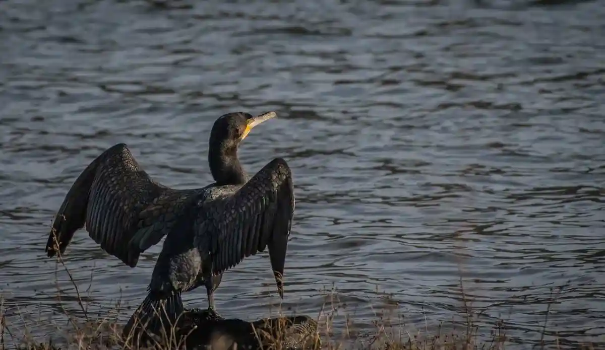 Une pétition pour la régulation du cormoran a été mise en ligne par une association de protection des eaux et rivières