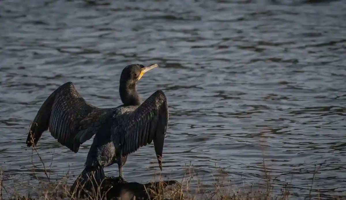Aisne : la régulation du Grand cormoran va enfin pouvoir reprendre