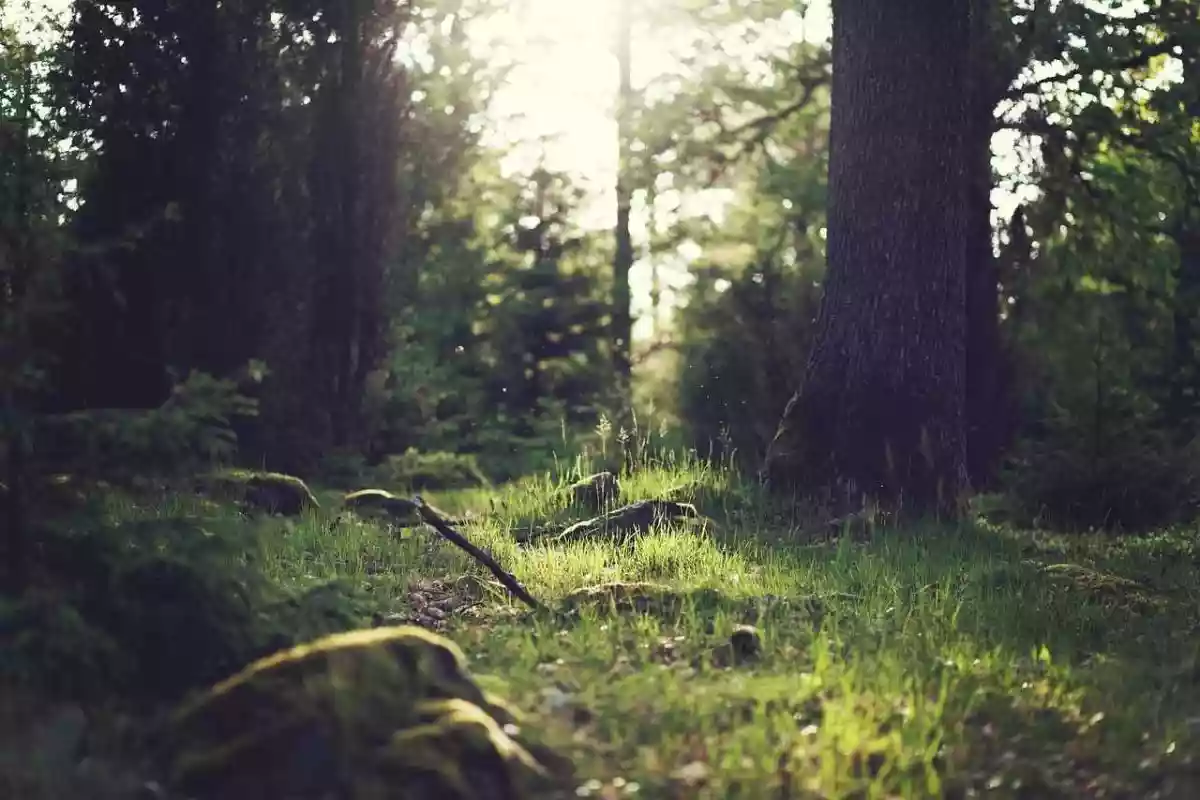 Le projet de forêt primaire ne verra pas le jour dans les Ardennes