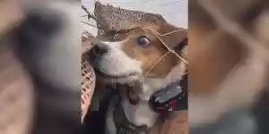 la passion de la chasse dans les yeux du chien