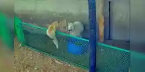 renard attaque un bélier