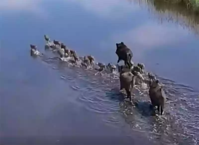 [Vidéo] Une compagnie de sangliers adorable court dans le marais
