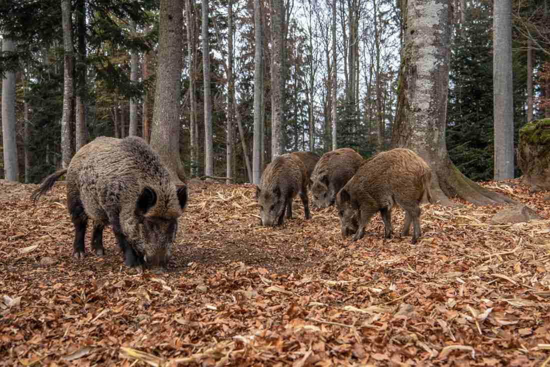 Jugée moins dangereuse qu’une balle, la Fédération de Loire-Atlantique souhaite le retour de la chevrotine