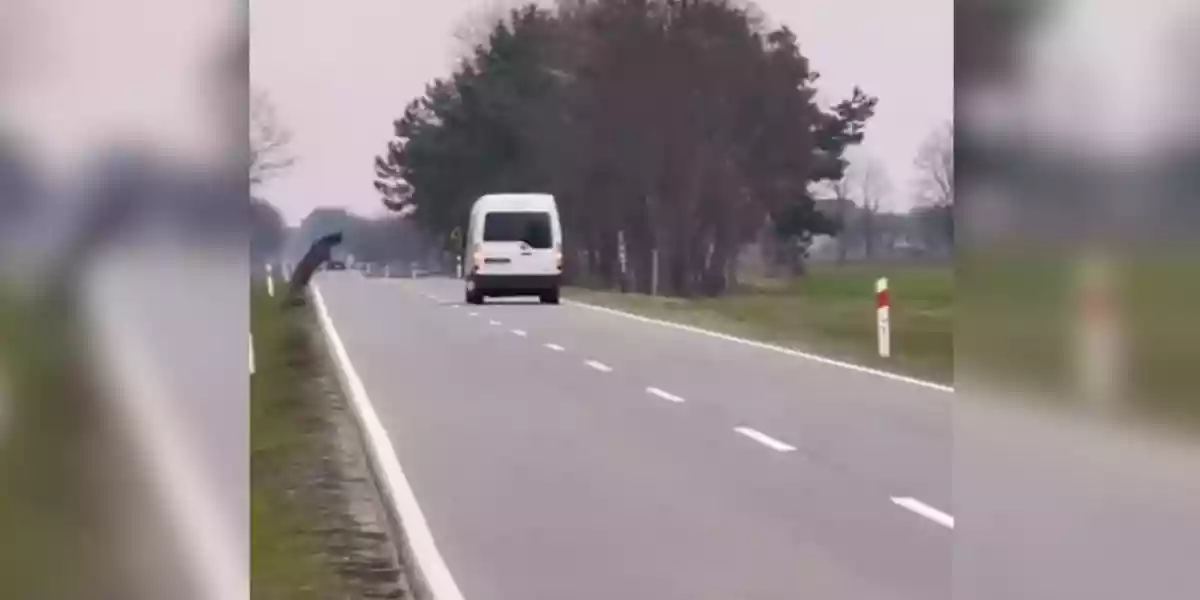 [Vidéo] Un cerf « s’envole » par dessus une camionnette