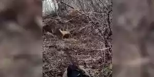 un chevreuil tombe sur un chasseur