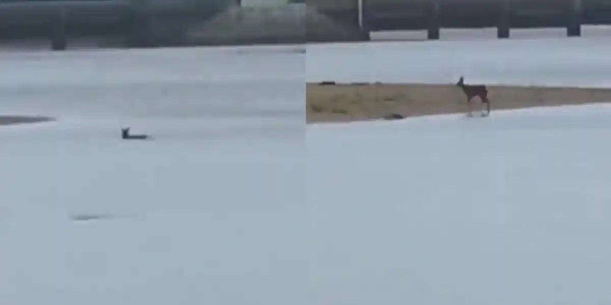 [Vidéo] Un chevreuil traverse à la nage le lac marin de Vieux-Boucau