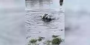 un chien creuse dans l'eau