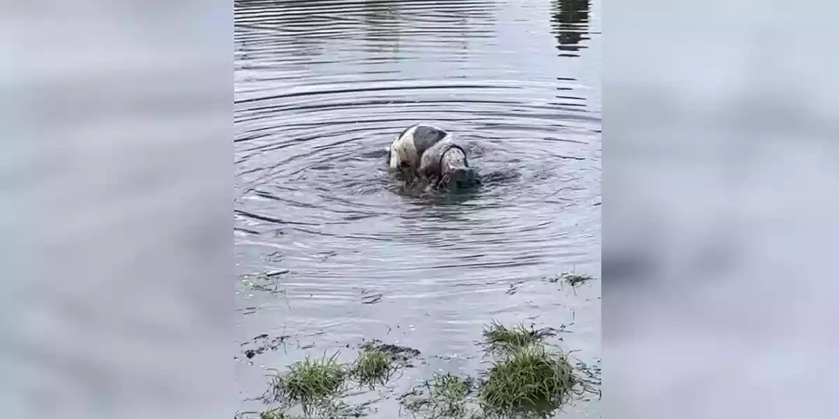 [Vidéo] Un chien de chasse refuse d’arrêter de creuser, même sous l’eau…