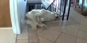 un chien s'étire et tombe dans les escaliers