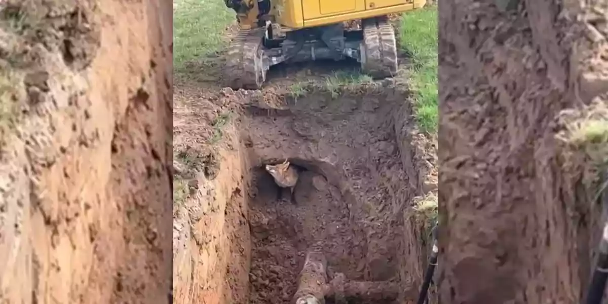 [Vidéo] Un conducteur de pelle tombe sur des canalisations… et un renard!