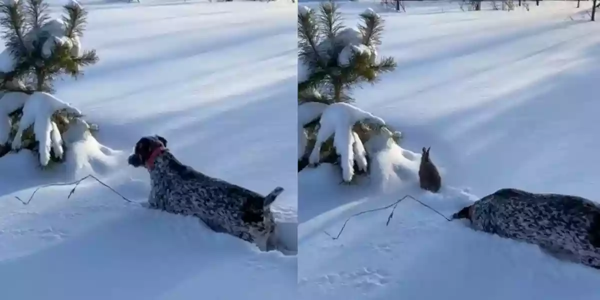 [Vidéo] Le timing parfait d’un lapin qui sort de la neige pour éviter le chien sur sa piste