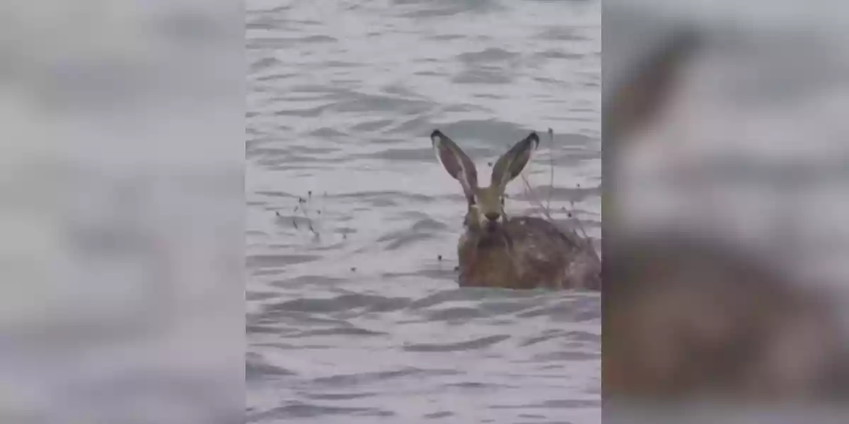 [Vidéo] Un lièvre traverse à la nage les eaux du Brazo Rico