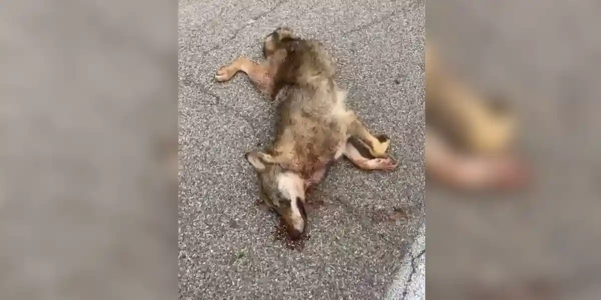 [Vidéo] Un loup percuté sur l’autoroute près de Aix-en-Provence