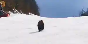 un ours poursuit un moniteur de ski