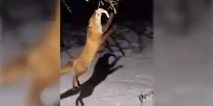 un renard attrape une boule de graisse