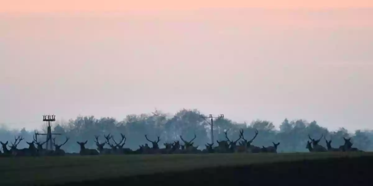[Vidéo] Une superbe harde de cervidés aperçue au loin dans la plaine