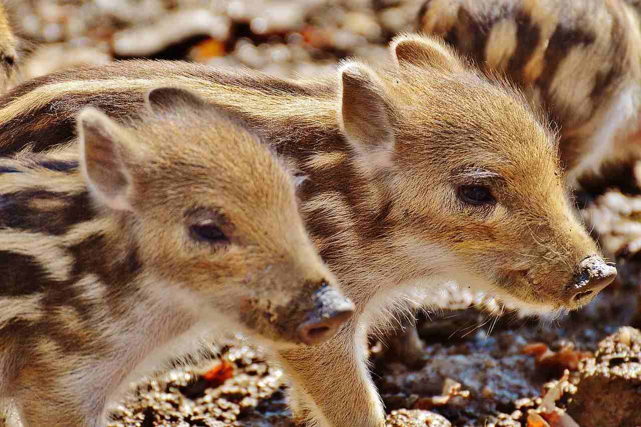 Une laie met bas dans un jardin à Valbonne