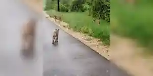 3 lynx sur une route du jura