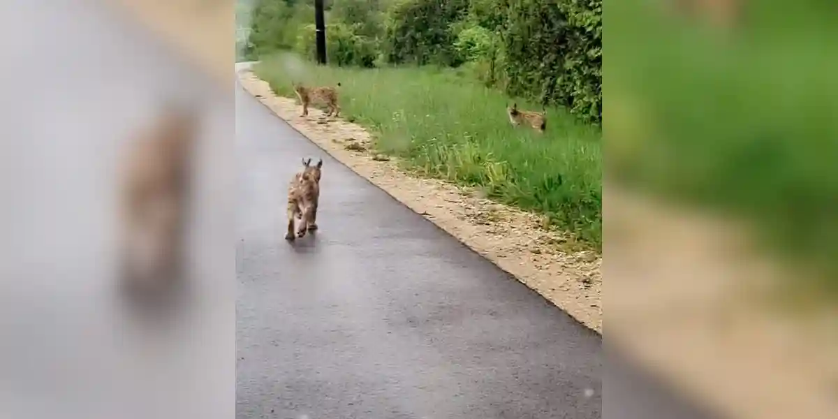 [Vidéo] De jeunes lynx filmés le long d’une route du Jura