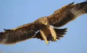 Un parapentiste frôle la mort après l’attaque d’un aigle royal dans les airs