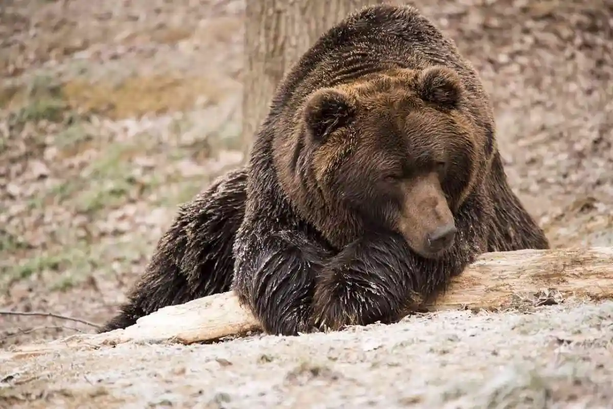 L’ours Goiat est considéré mort par les spécialistes