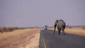 éléphants Botswana