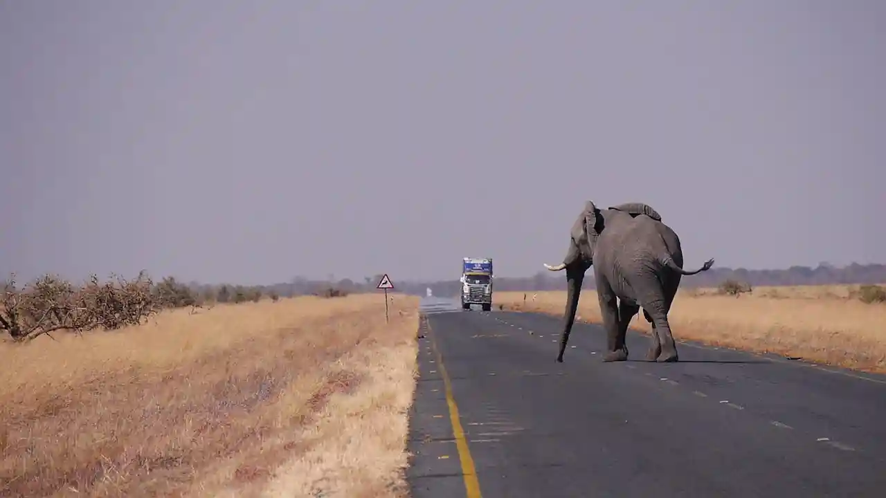 Le Président du Botswana veut envoyer 20 000 éléphants en Allemagne