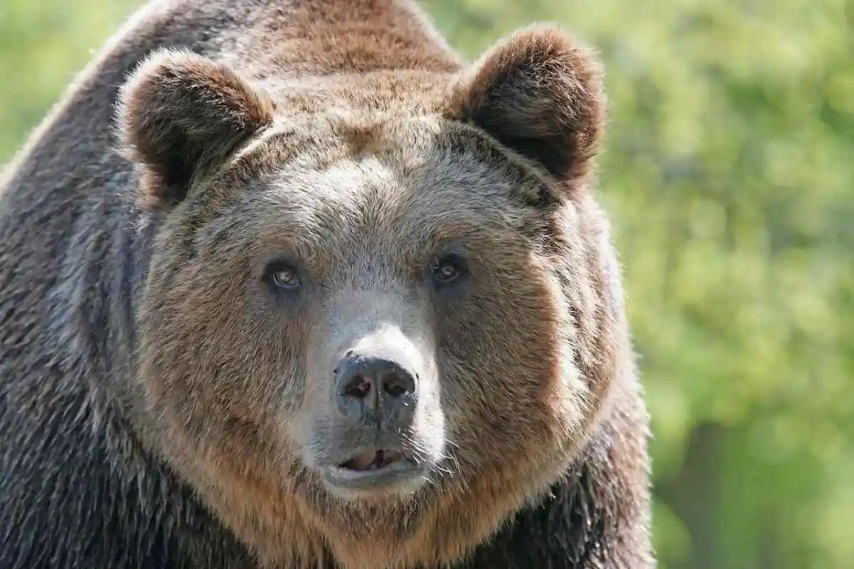 Deux touristes en urgence absolue après avoir été attaqués par un ours en Slovaquie