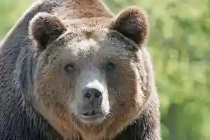Attaque d'ours à Pol'ana en Slovaquie