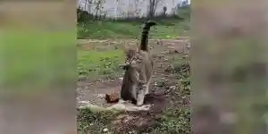 chat attrape un lapin