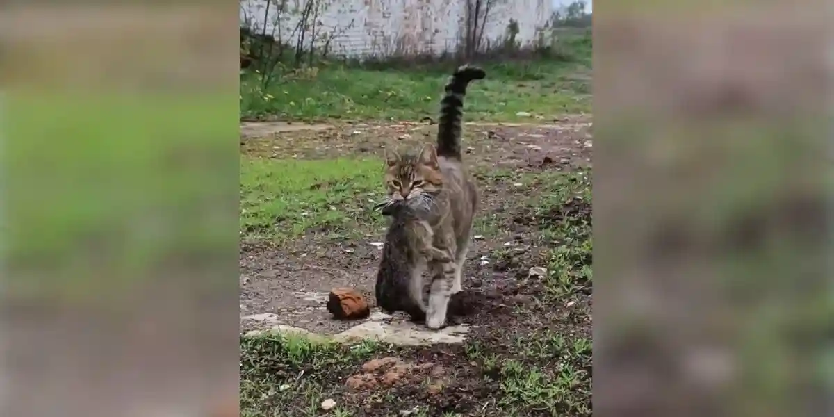 [Vidéo] Une nouvelle vidéo démontre le danger que représente le chat pour la petite faune
