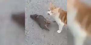 chat attrape un perdreau