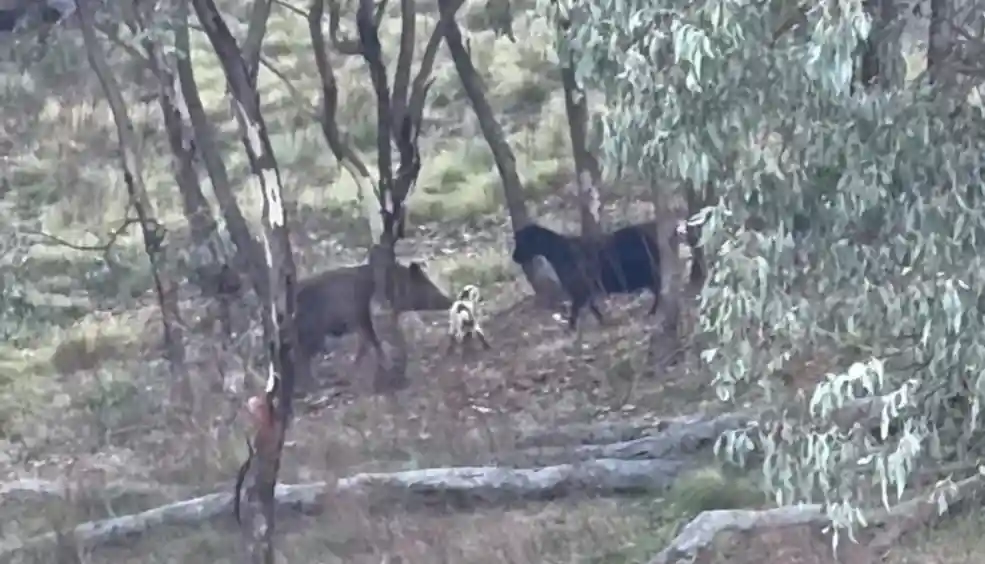 [Vidéo] Une chèvre défend son petit face à un sanglier