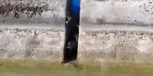 chevreuil coincé dans un canal