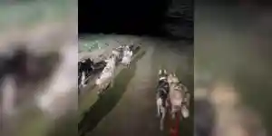 chevreuils devant chiens de traineau